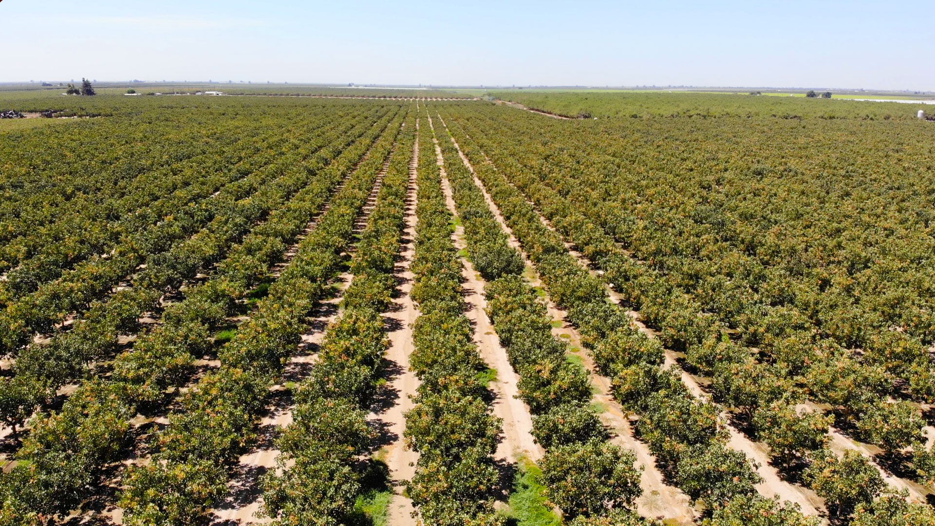 Arial pistachio orchard