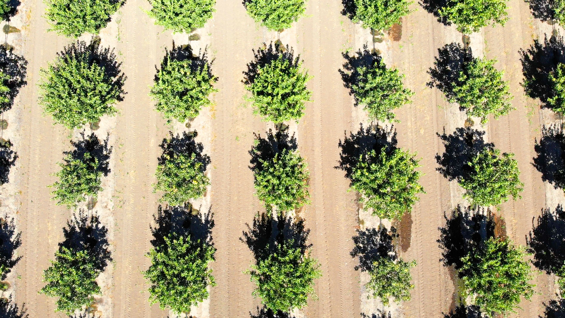 Arial pistachio orchard