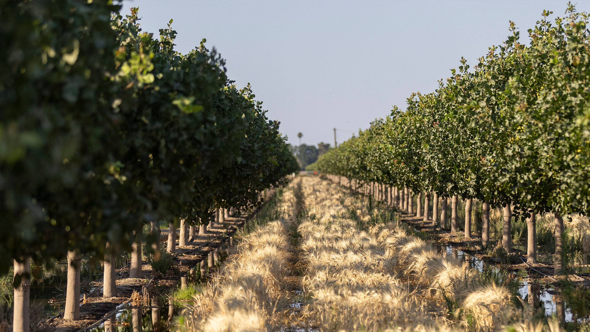 Regenerative cover crop