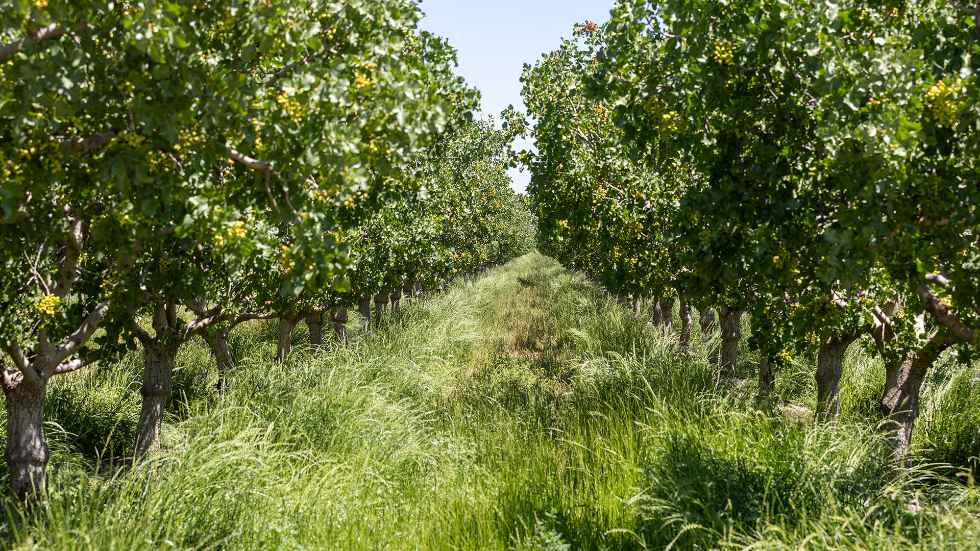 Regenerative cover crop
