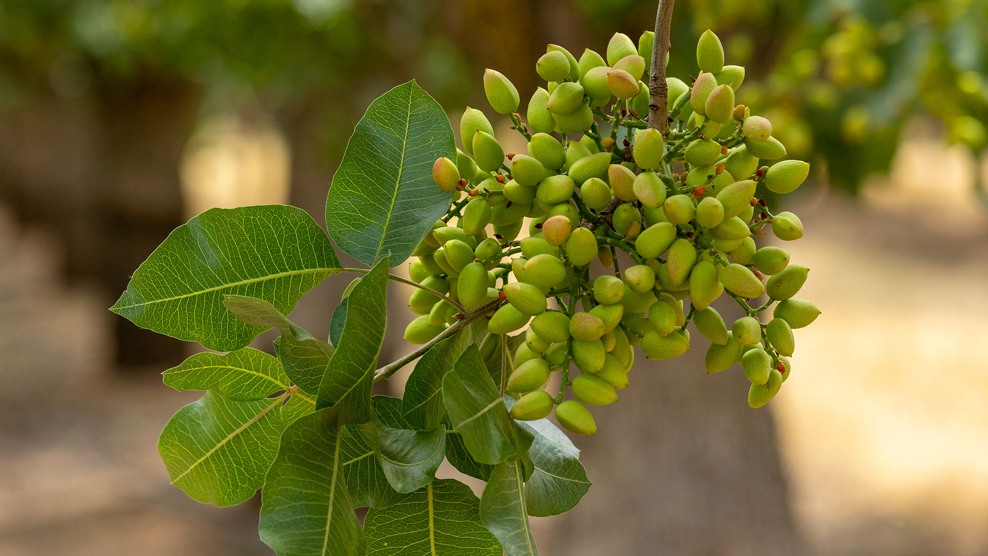 Growing Pistachios