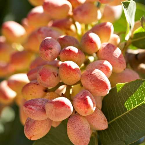 Pistachios
