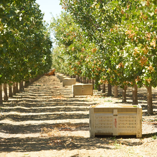 Harvesting Pistachios