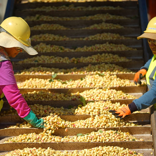 Pistachios