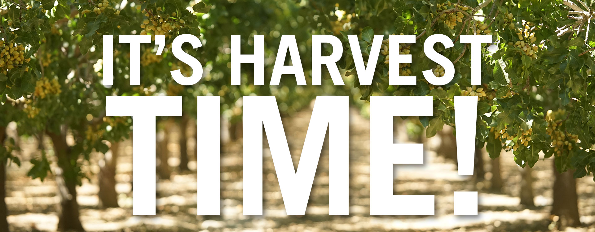 It's Harvest Time!