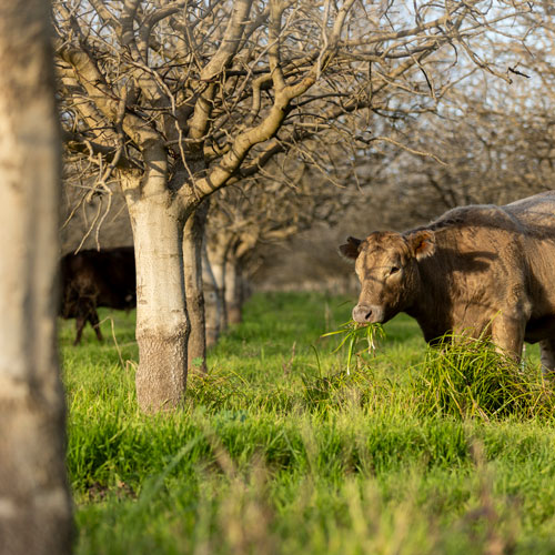 Regenerative cattle grazing