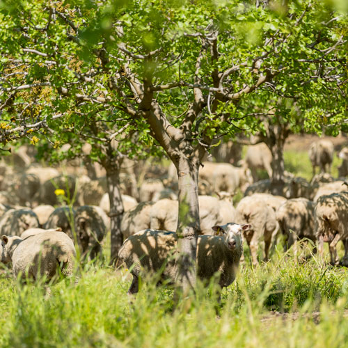 Regenerative sheep grazing