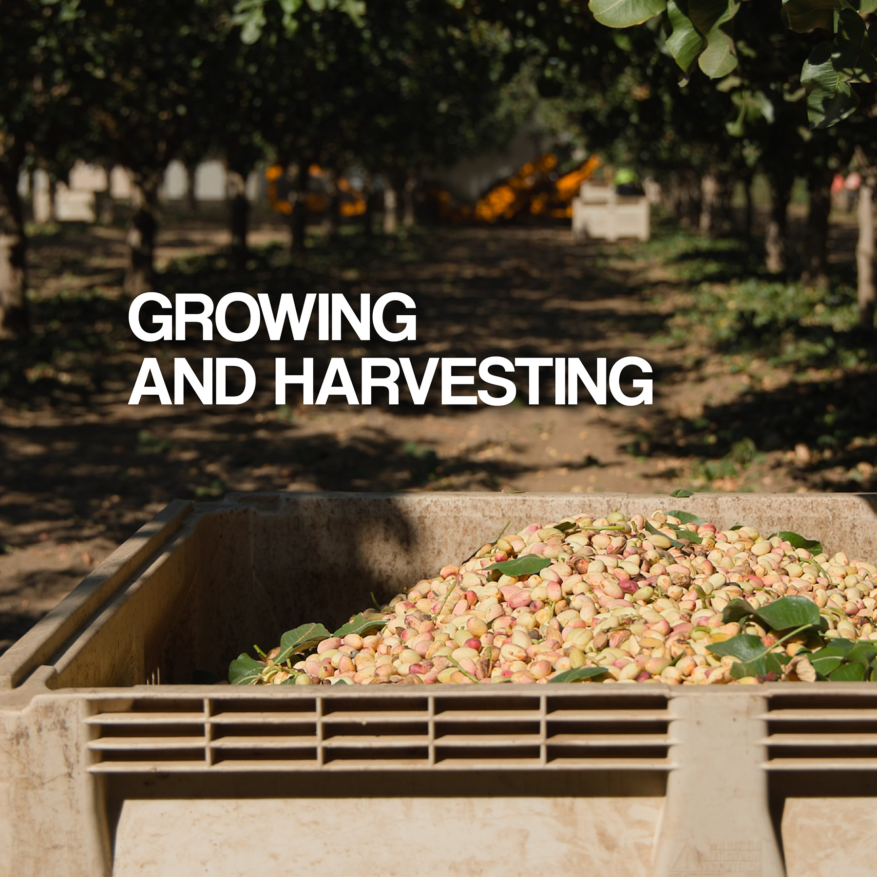 American Pistachio Growinh and Harvesting