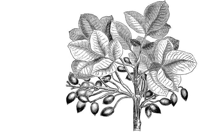 Pistachio Plant